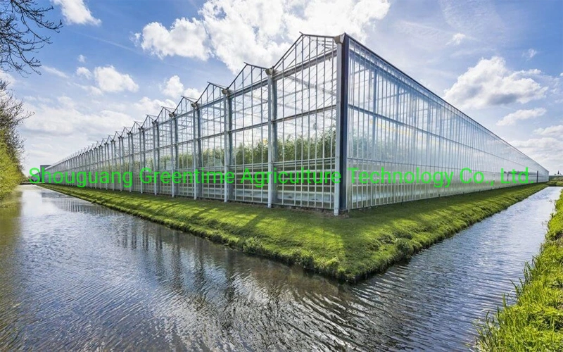 Cheap/Agriculture/Farm/Polycarbonate/Glass/Multi-Span Greenhouse with Irrigation Hydroponic System for Strawberry/Vegetables/Flowers/Tomato/Pepper