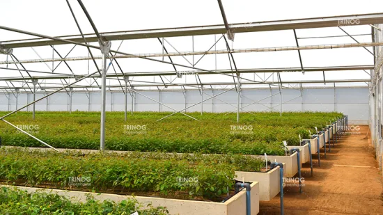 Trinog China는 상업용 농장을 위한 다중 범위 수경 플라스틱 필름을 사용하여 농업용 온실을 제조했습니다.